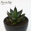 Agave Green Lotusアガベ グリーン ロータス観葉植物 人気 送料無料 グリーンロータス