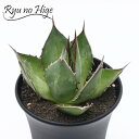 Agave Colorata?HorridaAKx@R[^ ? z_ϗtA lC  