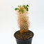 パキポディウム ナマクアナム " 光堂 "Pachypodium namaquanum 冬型塊根植物 塊根植物 人気 現地球 発根済み　レア