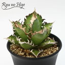 Agave titanota Red CatweazleAKx `^m^ bh LbgEB[YϗtA lC Be@2024N115