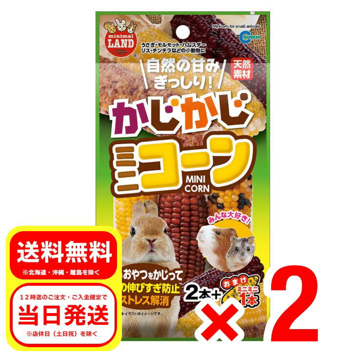 2個セット マルカン かじかじミニコーン 2本＋おまけミニミニサイズ1本 MR-785 小動物 フード おやつ ウサギ ハムスター リス チンチラ モルモットのサムネイル
