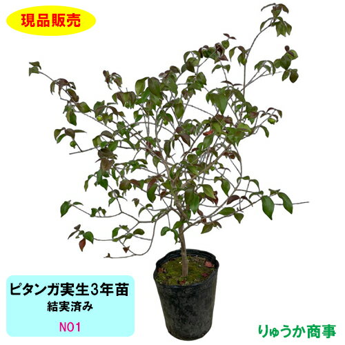 （現品販売）ピタンガ　実生　3年苗　結実済み