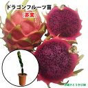 ドラゴンフルーツ苗 大サイズ (赤実) 6号鉢