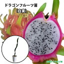 ドラゴンフルーツ苗 大サイズ (白実) 6号鉢