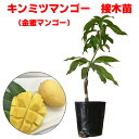 キンミツマンゴー苗(金蜜)接木苗
