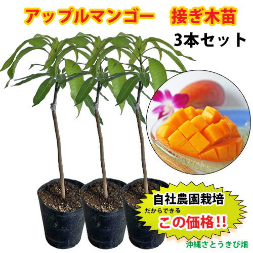 ڼܤġۥåץޥ󥴡ġʥˡ3ܥå