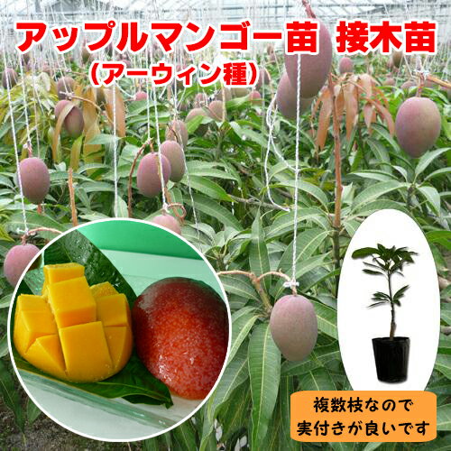 楽天市場】マンゴー 苗(苗物|ガーデニング・農業):花 楽天市場】マンゴー 苗(苗物|ガーデニング・農業):花