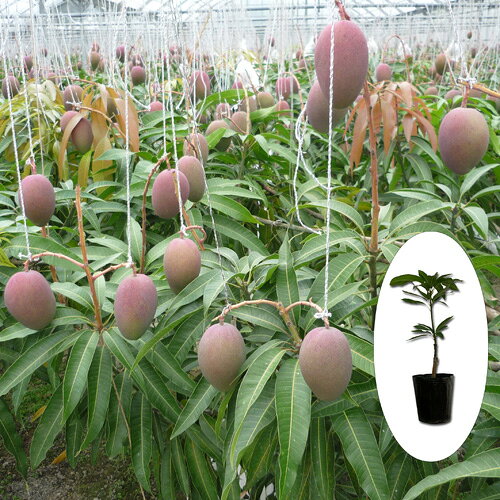 果樹 種類と植える場所 育て方のポイント 暮らしの手作り