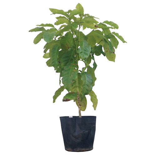 コーヒー苗　ニューワールド　実生苗のサムネイル