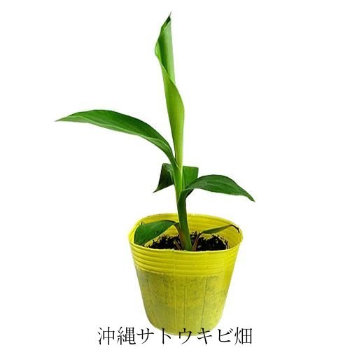 楽天市場】バナナ 栽培セットの通販