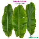 【送料無料】沖縄県産バナナの葉　小サイズ(3枚)