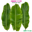 【送料無料】沖縄県産バナナの葉 小サイズ(3枚)