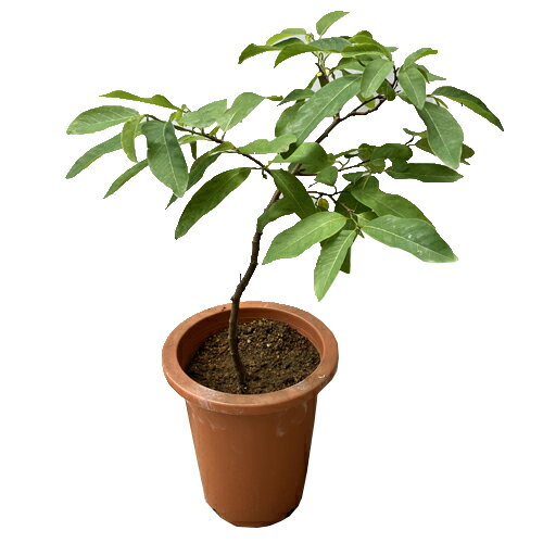 シャカトウ苗(釈迦頭苗)　実生苗のサムネイル