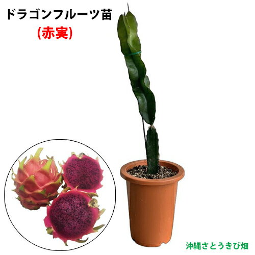 ドラゴンフルーツ苗　大サイズ　(赤実)　6号鉢　　|沖縄 果物 果実 フルーツ 南国 ...