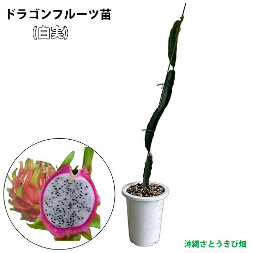 ドラゴンフルーツ苗　大サイズ　(白実)　6号鉢　　　 |沖縄 果物 果実 フルーツ 南...