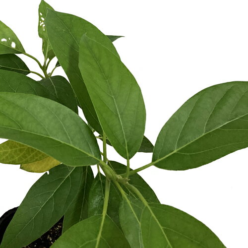 ���ܥ�����(���ϥ롼��)��������