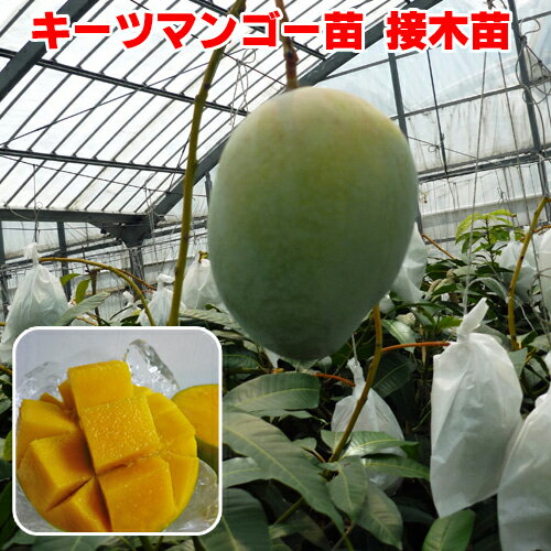 楽天市場】キーツマンゴー 苗の通販 楽天市場】キーツマンゴー 苗の通販