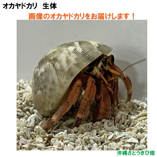 ΤϤޤNO25S磻åɿ