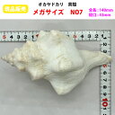 【現品販売】オカヤドカリ用貝がら メガサイズ NO7 殻口43mm