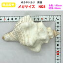 【現品販売】オカヤドカリ用貝がら メガサイズ NO8 殻口45mm