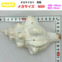 【現品販売】オカヤドカリ用貝がら メガサイズ NO9 殻口43mm