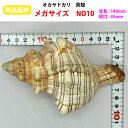 【現品販売】オカヤドカリ用貝がら メガサイズ NO10 殻口45mm
