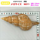 【現品販売】オカヤドカリ用貝がら メガサイズ NO11 殻口41mm
