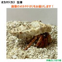 画像の生体をお届けします NO56 SSサイズ ワインレッド色系