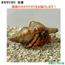 画像の生体をお届けします NO57 SSサイズ ワインレッド色系