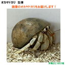 画像の生体をお届けします NO59 Sサイズ 白色系