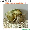 画像の生体をお届けします NO60 Sサイズ 白色系