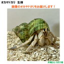 画像の生体をお届けします NO61 Sサイズ 白色と水色系