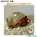 画像の生体をお届けします NO62 Sサイズ ワインレッド色系