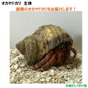 画像の生体をお届けします NO64 Sサイズ ワインレッド色系