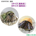オカヤドカリ生体 Sサイズ(紫色系)1匹&Sサイズ(紫色系)1匹