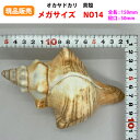 【現品販売】オカヤドカリ用貝がら メガサイズ NO14 殻口50mm
