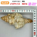 【現品販売】オカヤドカリ用貝がら メガサイズ NO16 殻口46mm