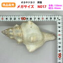 【現品販売】オカヤドカリ用貝がら メガサイズ NO17 殻口45mm