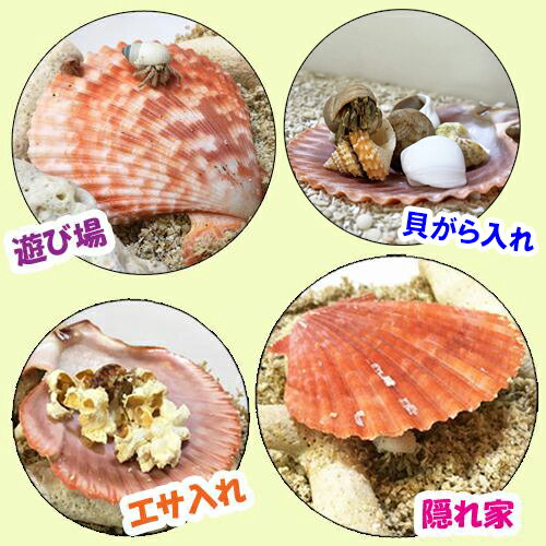 ŷ�����ҥ�������(5cm-7cm)