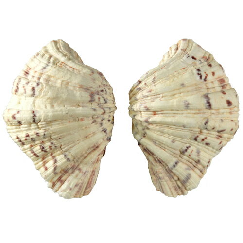 シャコ貝一対セット　シャコガイ貝殻