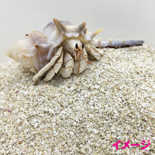 割引価格 オカヤドカリ飼育セット パウダー砂10kg 海水500ml サトウキビ 改善液330cc