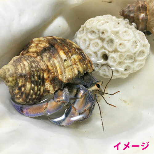 割引価格 オカヤドカリ飼育セット パウダー砂10kg 海水500ml サトウキビ 改善液330cc