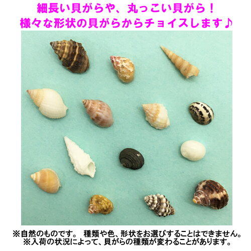楽天市場 オカヤドカリ用貝がら 極小ベビーサイズ 5個 沖縄サトウキビ畑