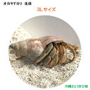オカヤドカリ生体 3Lサイズ 1匹