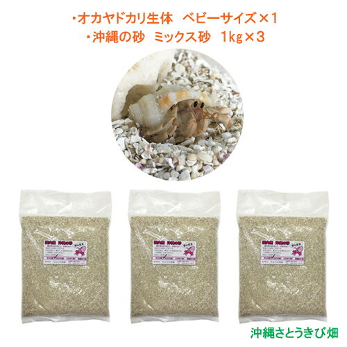 オカヤドカリ生体 ベビーサイズ×1匹　沖縄の砂　1kg×3袋