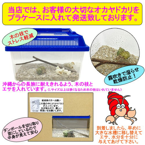 楽天市場 オカヤドカリ飼育セット ベビーサイズ 生体 1匹 貝殻 砂 1袋 海水 1 ヒオウギ貝 2枚 枝サンゴ5本 沖縄サトウキビ畑