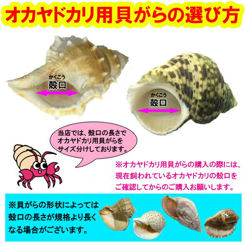 オカヤドカリ飼育セット Ssサイズ 59 Off 生体 1匹 貝殻 二枚貝 2枚 海水 1 砂 1袋 木の枝 2本