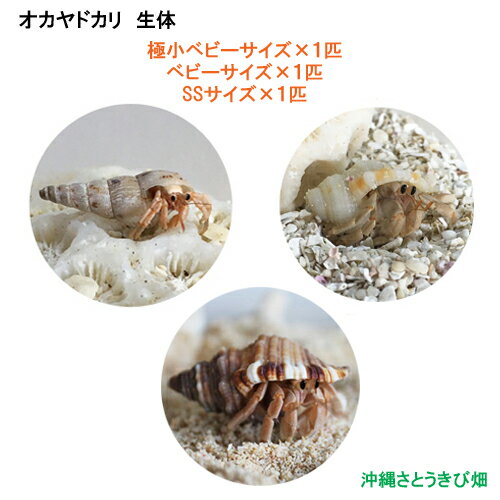 ɥΡ3ɤå(˾٥ӡ٥ӡSS)