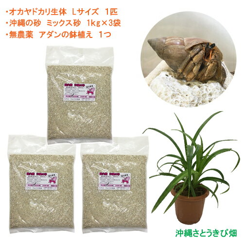オカヤドカリ飼育セット　Lサイズ(生体×1匹・砂×3袋・アダンの鉢植え×1)