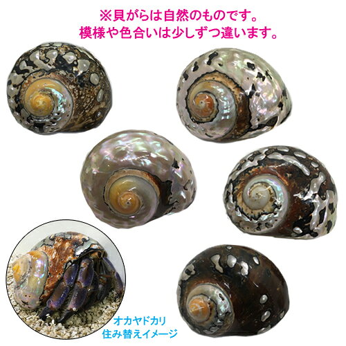 リュウオウスガイの貝殻(殻口:26mm-28mm)